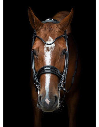 Utzon Equestrian Edinburgh Kandar Svart/Lack/Silver Full