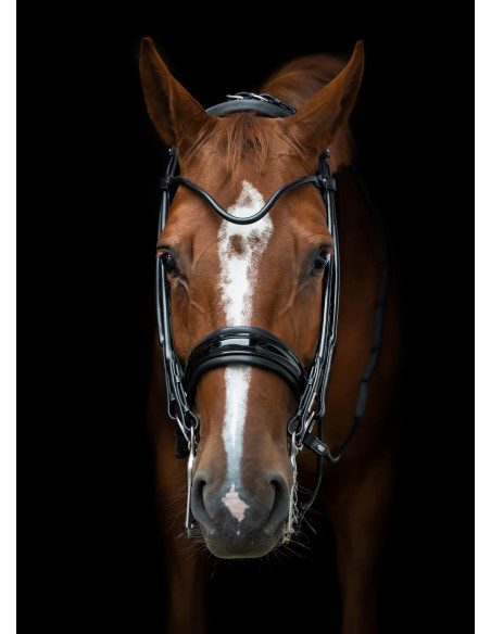 Utzon Equestrian Edinburgh Kandar Svart/Lack/Silver Full